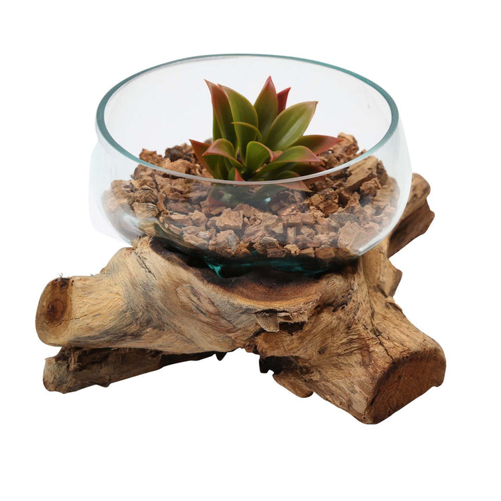 Glas Schale 20 cm auf Wurzelholz